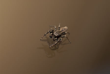 spindlere, edderkop, Venom, gift, arachnid, brun, et dyr