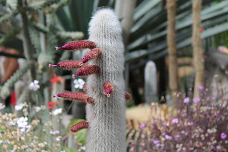 kaktus, blizu, kaktus cvet, kaktus cvetje