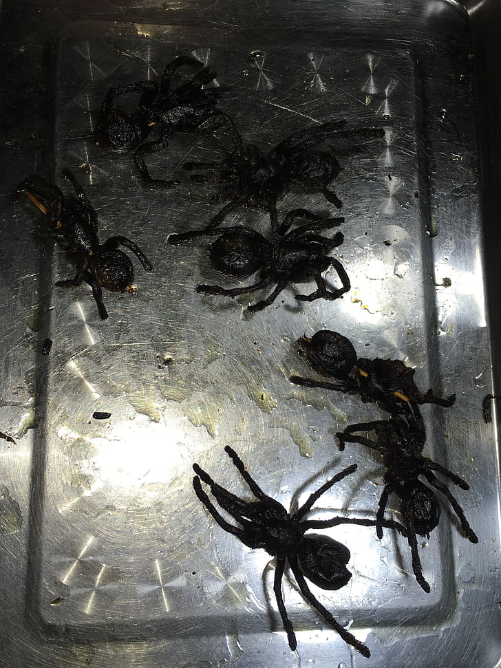 αράχνη, πιατέλα, τροφίμων, λιχουδιά, γκουρμέ, τρομακτικό, Καμπότζη