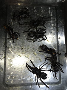 pajek, krožnik, hrane, poslastica, gurmanske, strašljivo, Kambodža