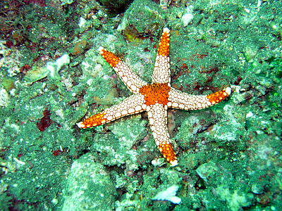 ocean, sea, starfish, underwater, star, water, maldives