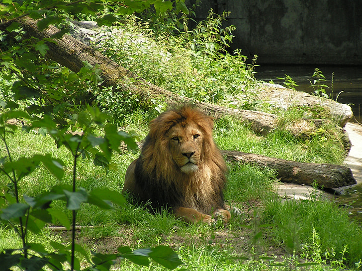 lejon, kung av beasts, stor katt