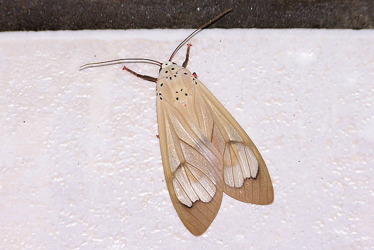 moth, beige, insect, nature, animal, butterfly - Insect