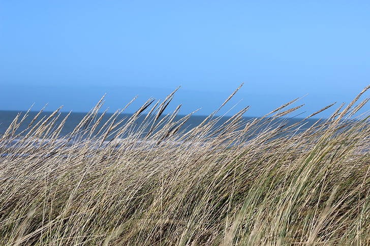 sipine, morje, trave ob morju