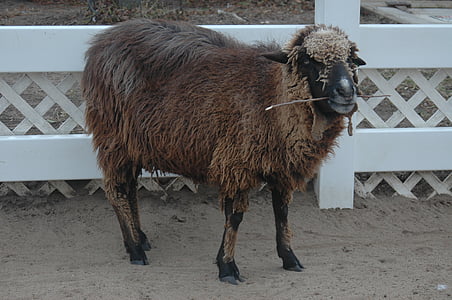 pecore, marrone, Zoo di, lana, mammifero, animale, azienda agricola