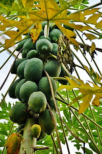papaya, frugt, fosteret, træ, eksotiske