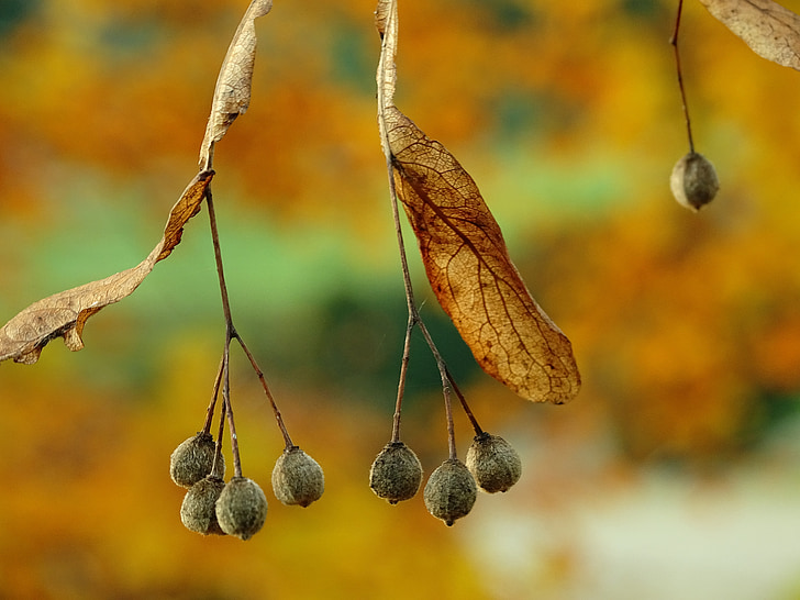 Есен, листа, Есенни листи, Златни, природата, цветовете на есента