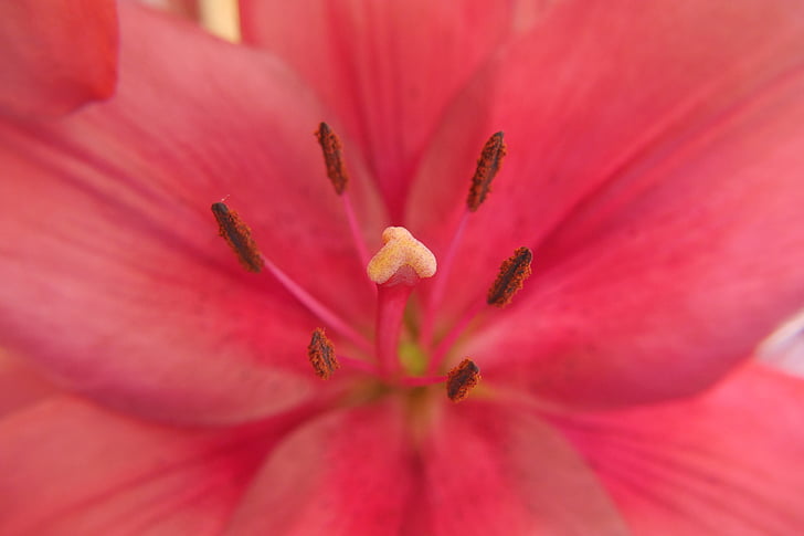 Lilie, kwiaty, czerwony, kwiat stempla
