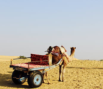 camelo, deserto, Horizon, Índia, somente adultos, agricultura, ao ar livre