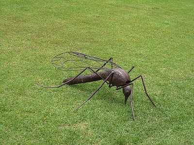 komár, hmyzu, bug