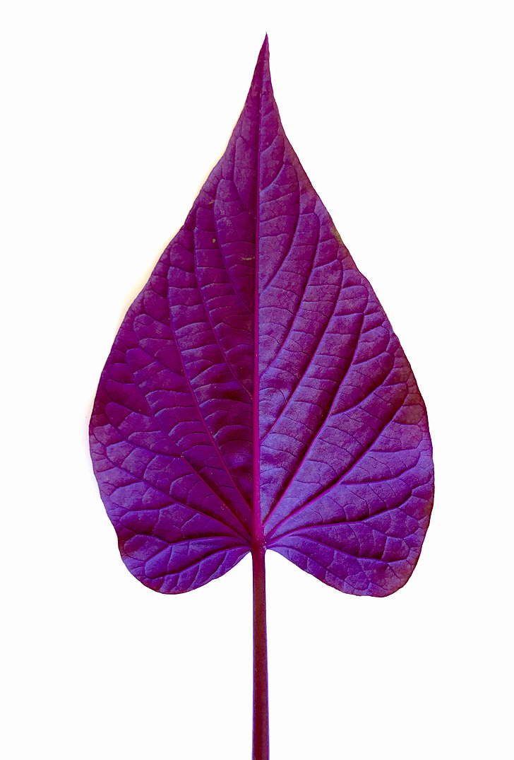 leaf, purple, plant, nature, floral, petal, foliage