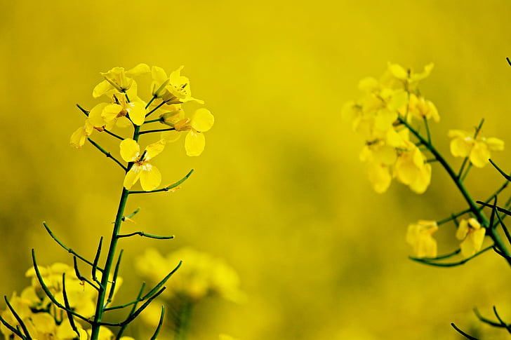 rape blossom, yellow, oilseed rape, field, field of rapeseeds, spring, agriculture