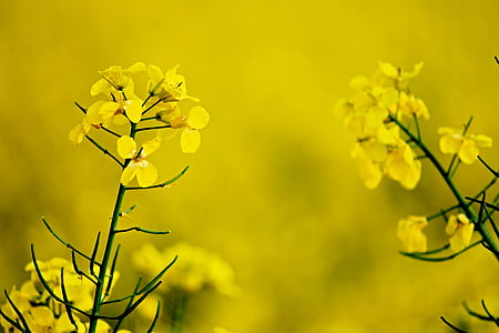 flor de violació, groc, colza, camp, àmbit de rapeseeds, primavera, l'agricultura