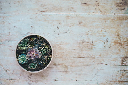 Riepilogo, oggetto d'antiquariato, Bloom, Cactus, Colore, decorazione, delicato