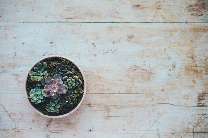 succulent, plant, table top, circle, no people, directly above, table