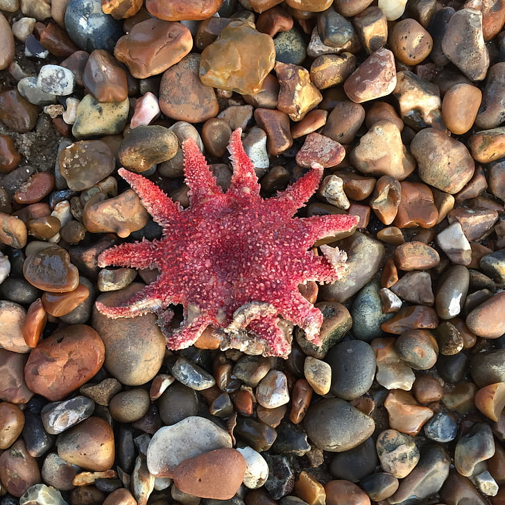 Starfish, steentjes, zee