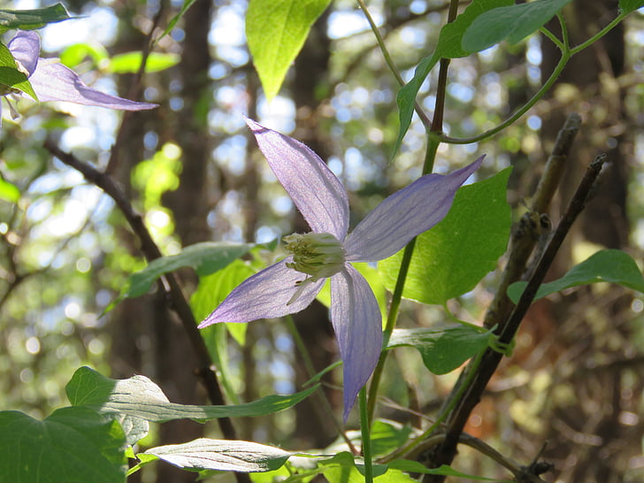 Clematis occidentalis, blaue clemati, Alberta wilde Blume, Wilde Blume, lila Blume, Rebe, Alberta