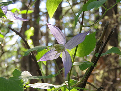 occidentalis de clematis, clemati azul, flor silvestre de Alberta, flor silvestre, flor morada, vid, Alberta