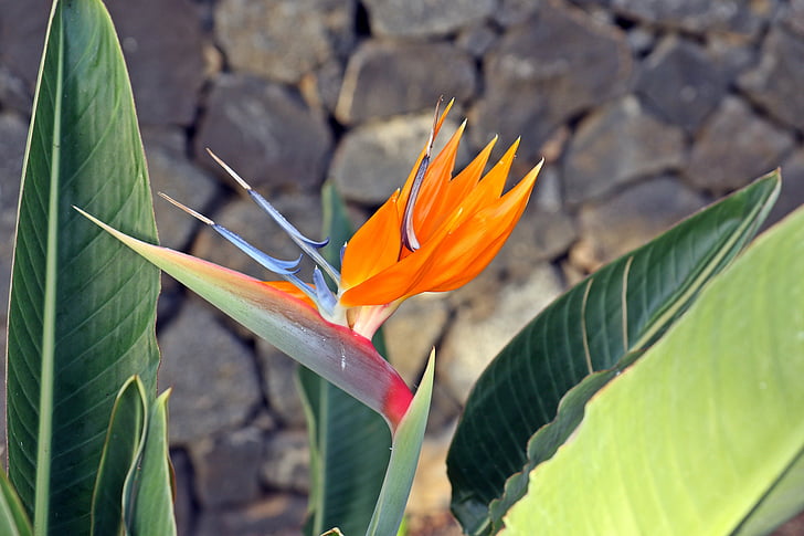 strelicja, Orange, perete, floare, exotice, Spania, Tenerife