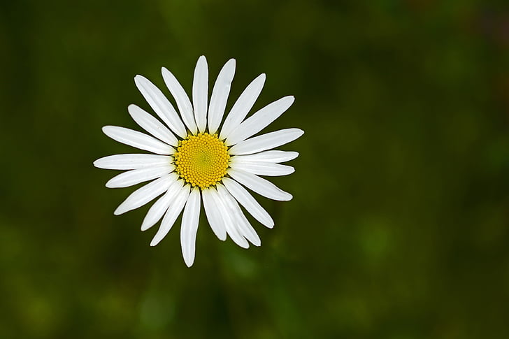 Marguerite, fleur, Blossom, Bloom, nature, blanc, plante