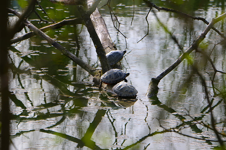 pond, turtles, sun, socializing, rest