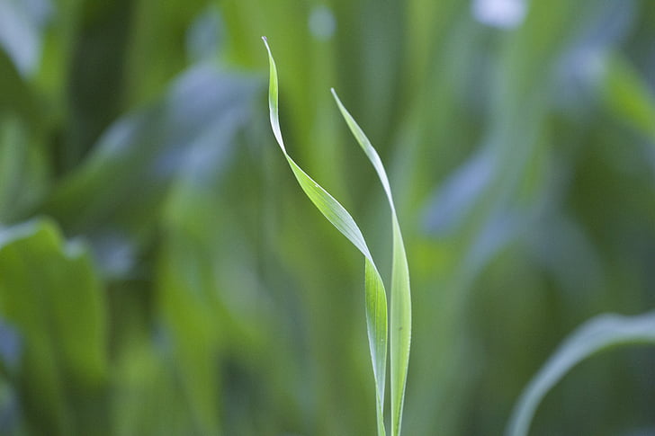 blade of grass, grass, green, growth, green color, nature, plant
