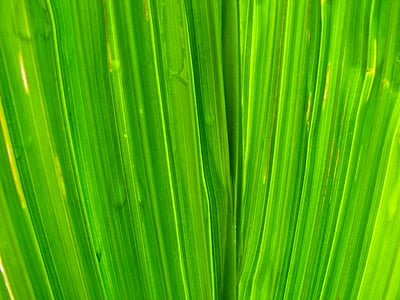 zöld, levél, növény, természet, zöld színű, pálmafa, hátterek