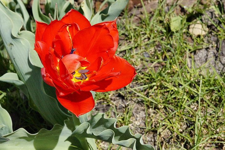 tulipano, rosso, Bloom, fiore, primavera, natura, Blossom