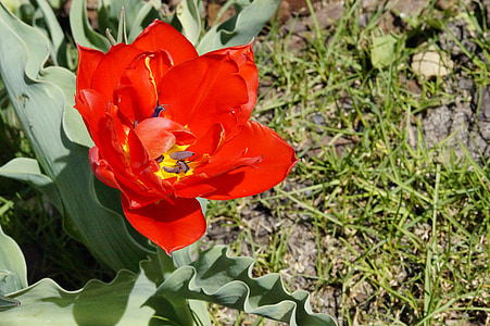 Tulipa, vermell, flor, flor, primavera, natura, flor