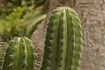 Cactus, spikar, vassa spikar, törnen, nålar, ciepłolubne växter, stickande