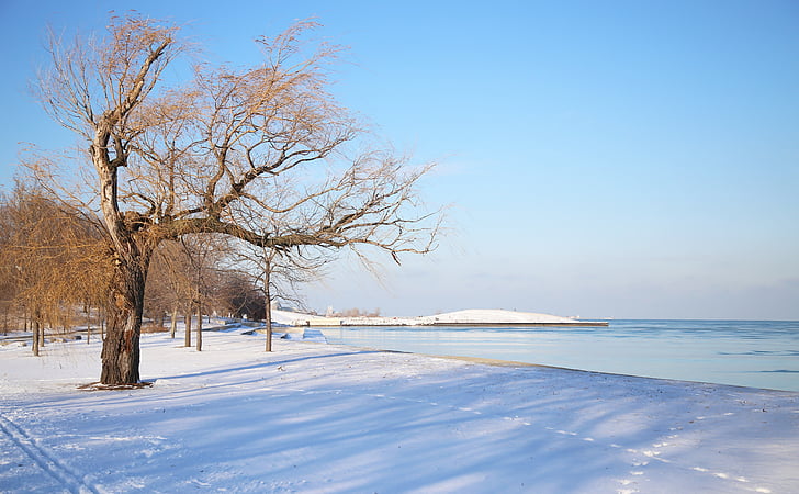 chicago, snow, water, lake, tree, landscape