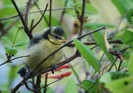 tit, chicks, young, bird, cute, small, animal