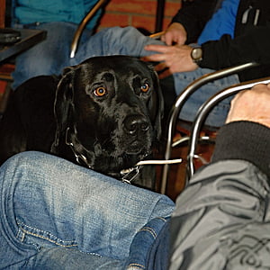 pes, černá, pohled, stabilní, oči, pohled, jeden