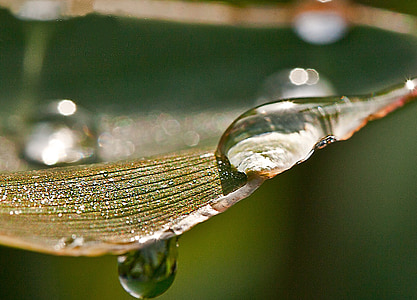 Leaf, kvapky, kvapky vody, kvapky dažďa, po daždi, detailné, Rosa