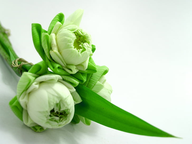 alb, floare, Lotus, decor, înflorit, acvatice, cald