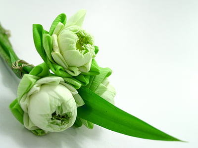blanc, flor, Lotus, decoració, floració, aquàtiques, càlid