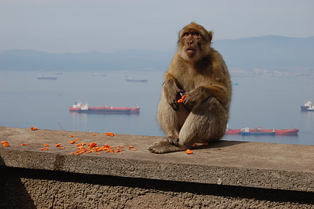 con khỉ, Toque, Gibraltar, núi, động vật, cảnh quan, Thiên nhiên