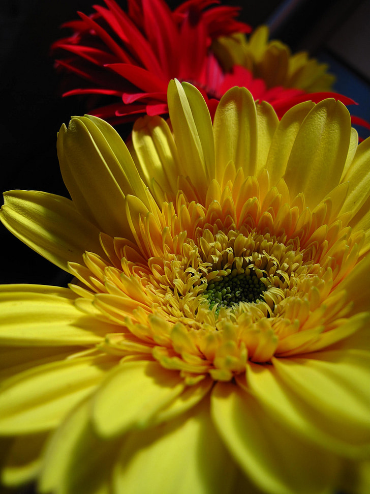blomst, gul, rød, kronblade, gult hjerte, sort baggrund, flora