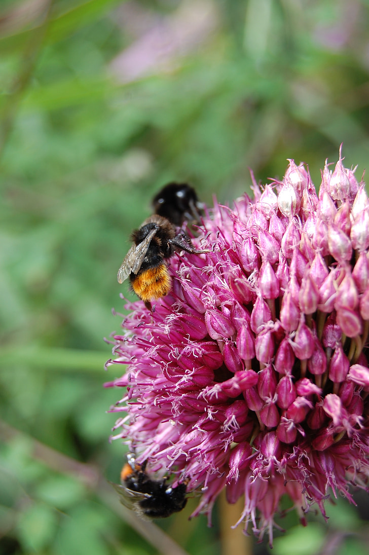 abeille, Bourdon, bug, nature, gros plan