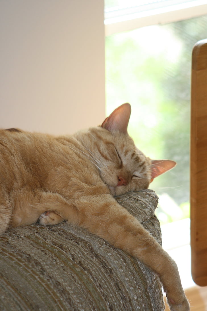 kaķis, miegainu, burvīga, Ingvers, PET, piemīlīgs