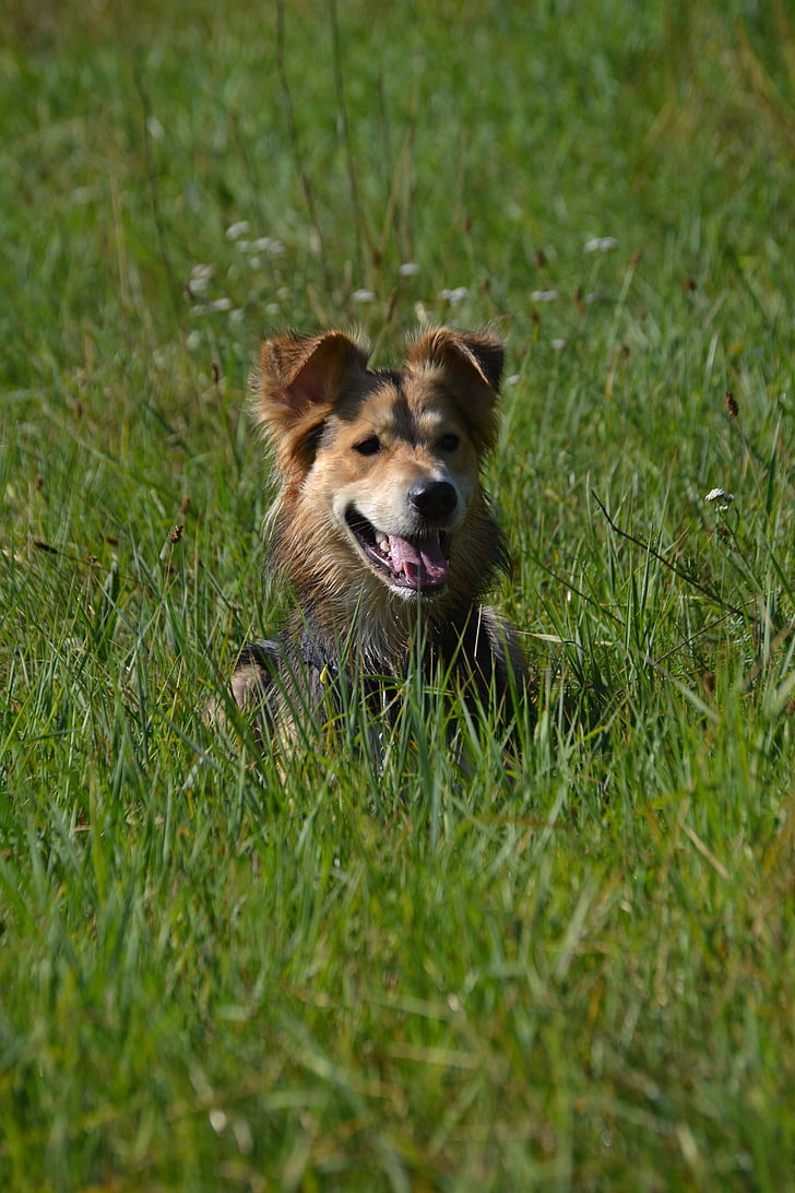 schäfer 犬, 草の中の犬, 注意, 耳を傾ける, ほら, 服従, 犬