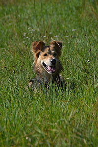 Schäfer câine, câine în iarbă, atenţia, asculta, priveşte, ascultare, câine