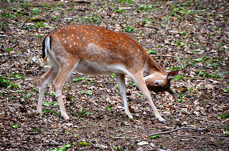 le chevreuil, Forest, animal