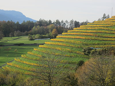 vinice, jeseň, Zelená, Príroda, poľnohospodárstvo, vidieka scény, farma