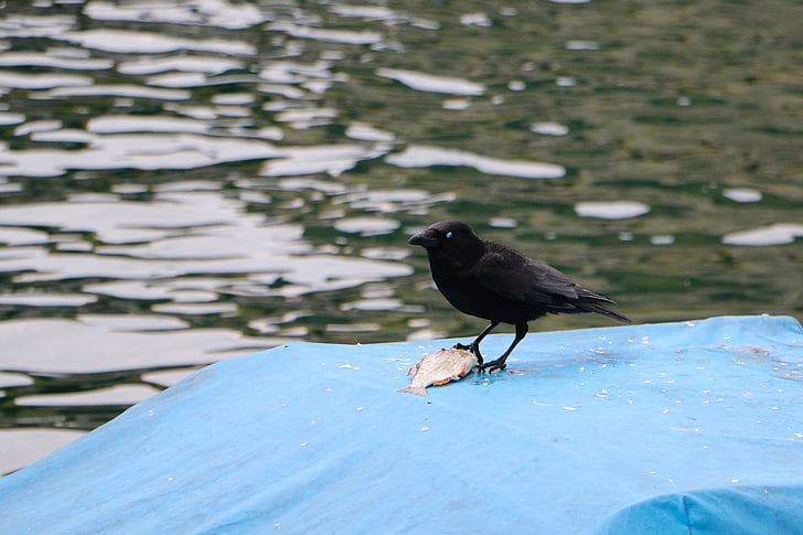 Raven, floden, dyrenes verden, båd dække, fisk, måltid, mad