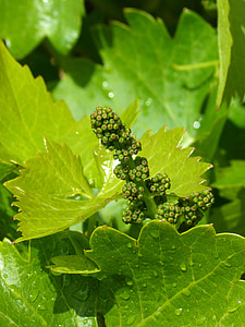 葡萄树, 葡萄, 爆发, 春天, 葡萄酒生产