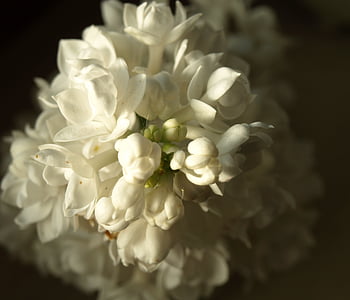 Lila, bijeli, cvijet, cvatu, Buda
