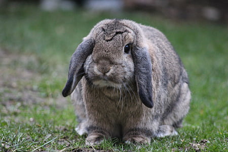 rabbit, bunny, animal, cute, furry, pet, easter