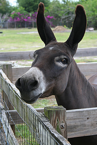 burro, âne, chocolat, brun, attentif, drôle