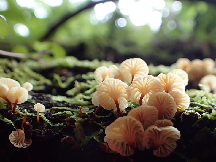 Noua Zeelandă, Coromandel forest park, Bush ciuperci